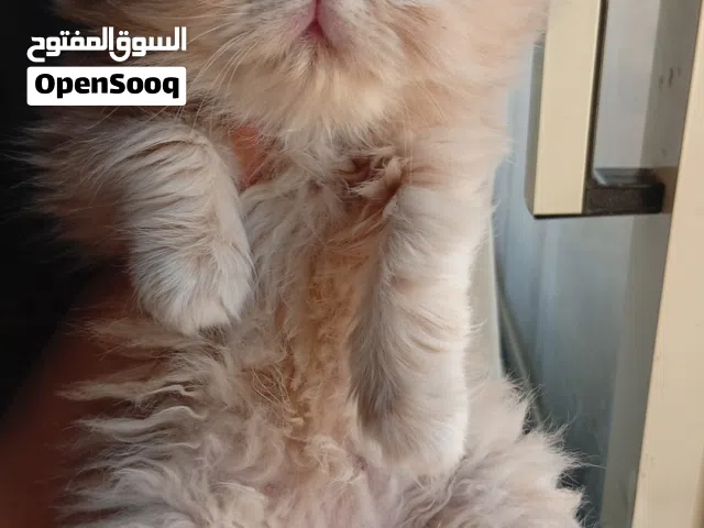 توفرت القطط الجميلة