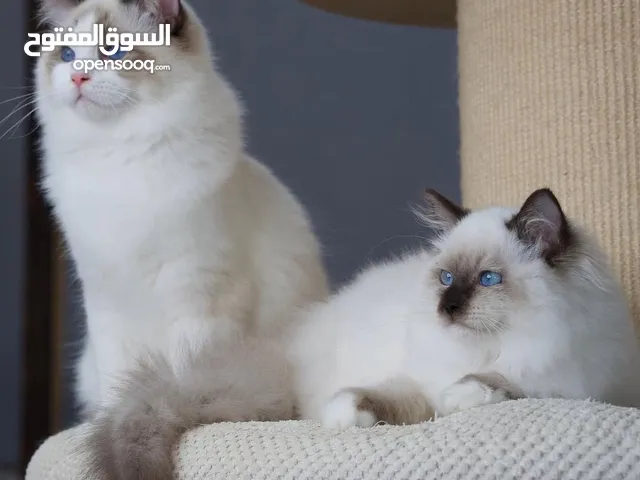Adorable Ragdoll kitten available for adoption