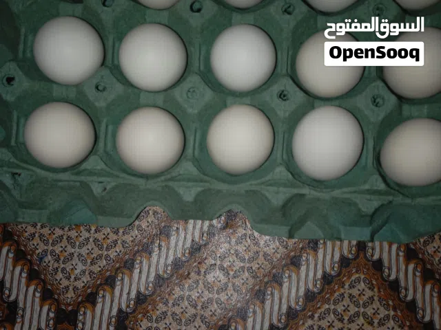 متاح بيض دجاج كويتي نص طبقة شرط التخصيب و دجاج نقي شرط التفقيس