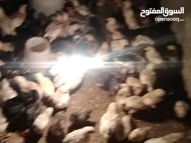 صوص جاج بلدي ولوهمان