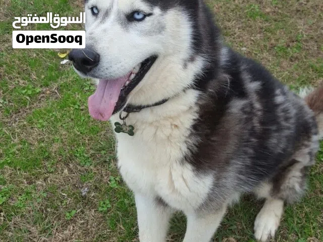 (مطلوب!)كلبة هاسكي عمرها بين 6-9 شهور ، للتواصل واتس اب فقط