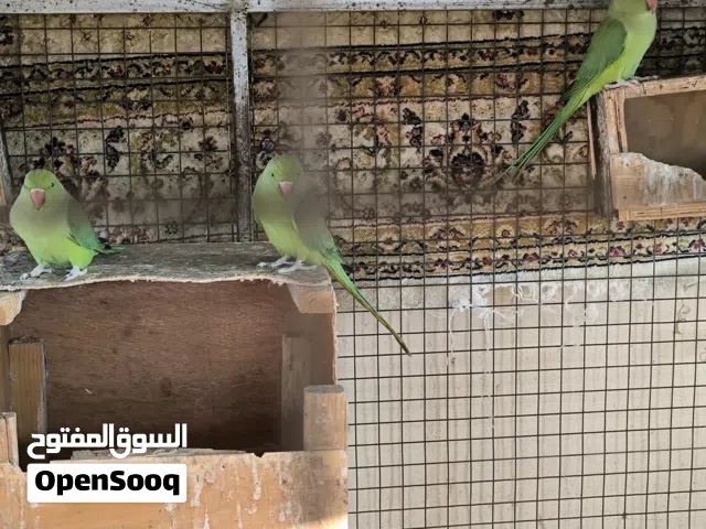 ببغاء دره أخضر ... Green parrot