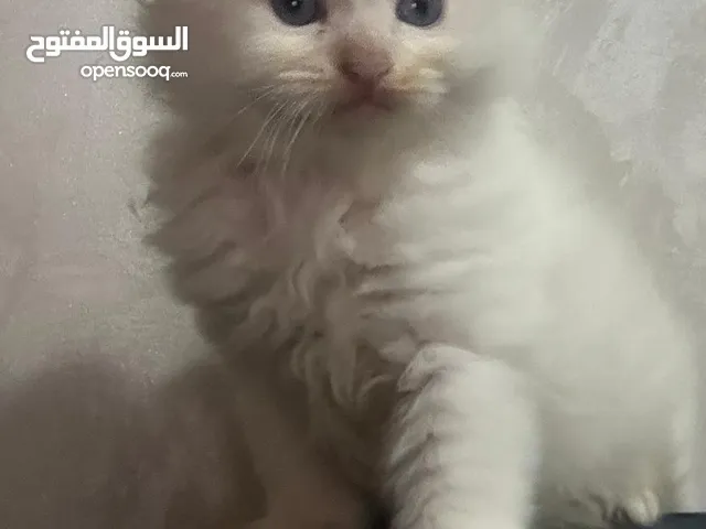 قط راقدول ابيض