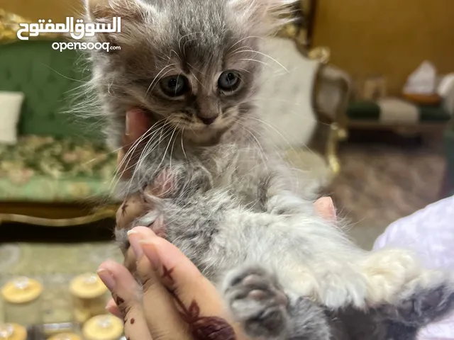 قطط صغيرة للتبني ، baby kittens for adoption