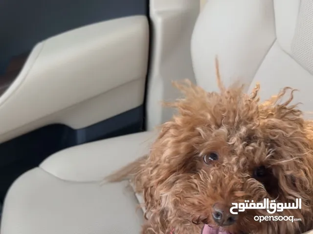ذكر بودل , poodle boy