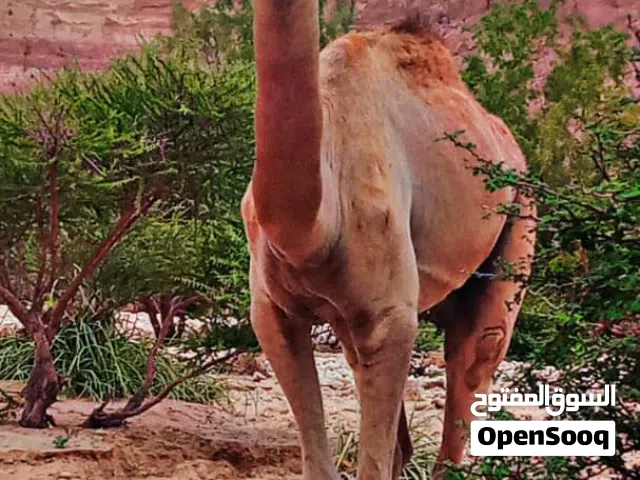 اهلن وسهلان بكم جميعا