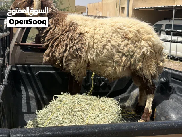 كبش نعيمي صغير سن