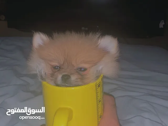 بومرينيان ميني تيكب، اصغر حجم موجود في السوق pomeranian teacup mini