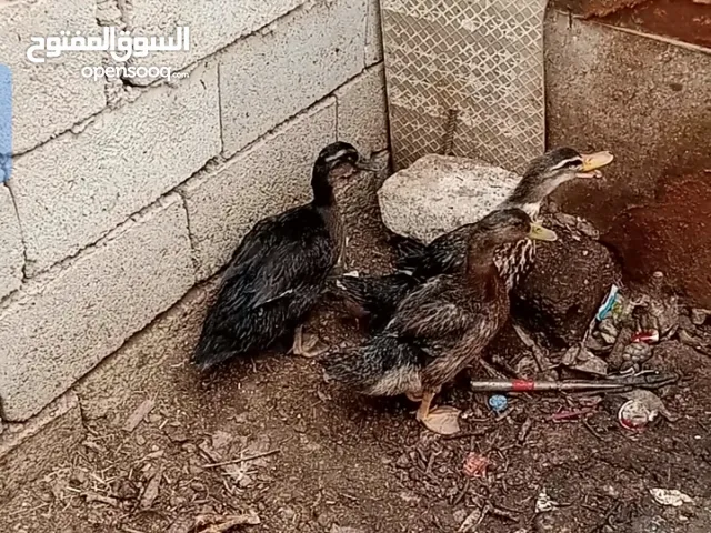 بش خضيري حر ومضرب