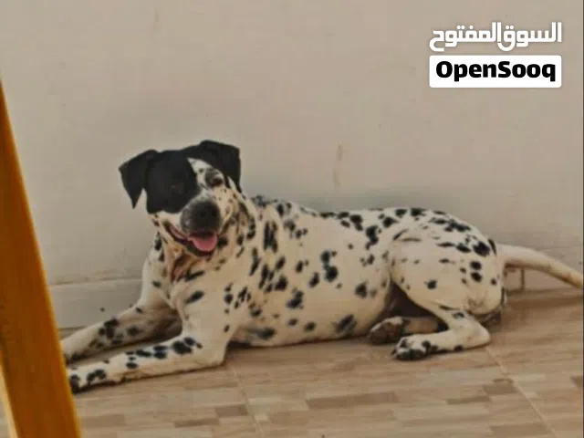 كلبة بيتبول قريب اتجري