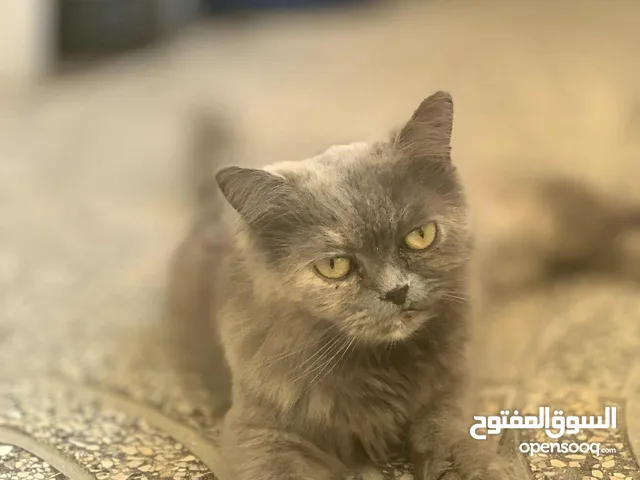 قط شيرازي ،،