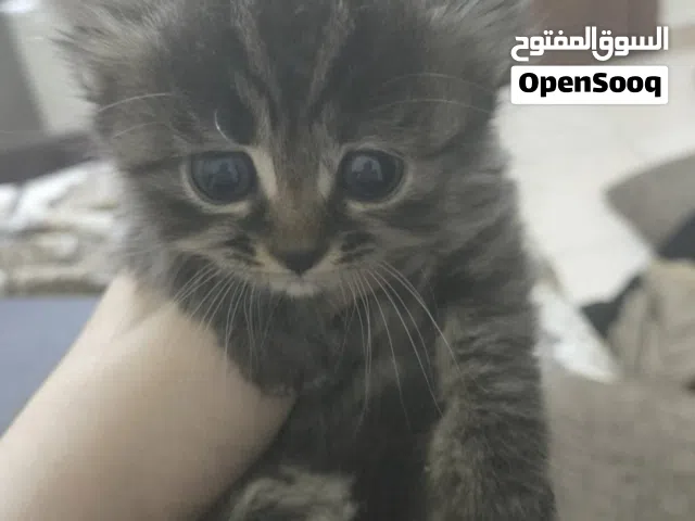 قطة كيتن للبيع