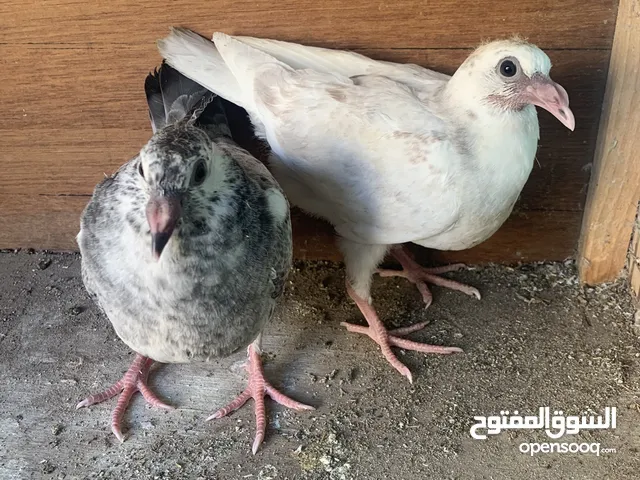 للبيع زوج حمام زاجل الوان جميل وصحه جيده وسلاله طيبه .نوعيه كويسه للرابيه