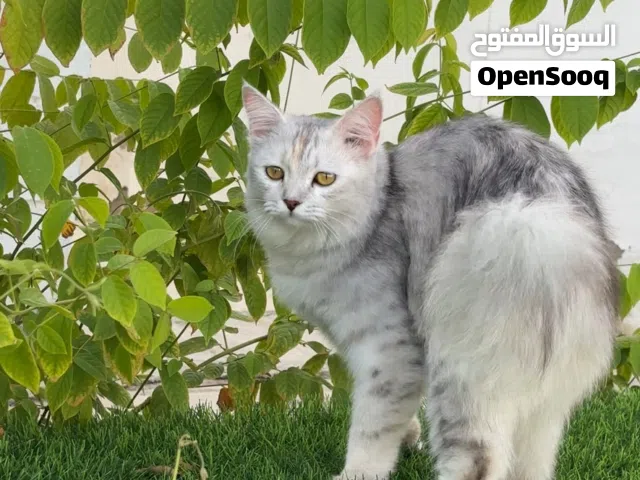 الرجاء من يجد مالكها عليه التواصل معي