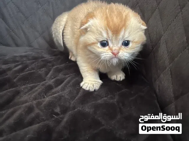 لعشاق التميز والمستويات القوية، متاح الآن للحجز أنثيتين سكوتش فولد (Fold)