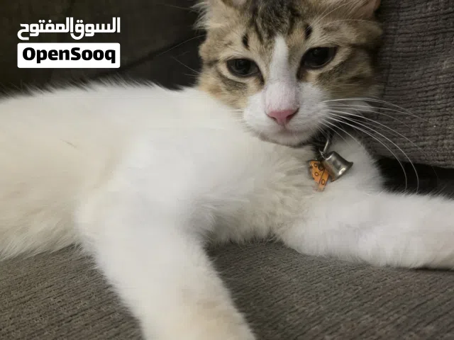 قط اليف للبيع