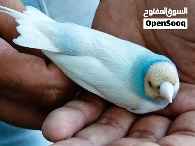 أقره لوصف قبل ماتراسل مهم جدا