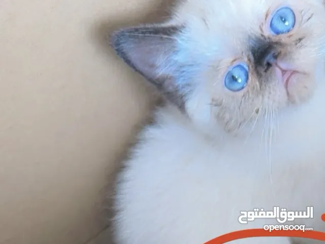 قطط زينة للبيع
