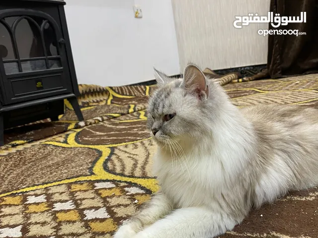 قطه هيه واطفالها 4