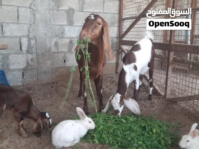 غنم للبيع مستوى ممتاز....