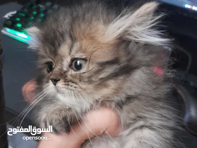 قطط مكس شيرازي و بريتش شورت هير للبيع