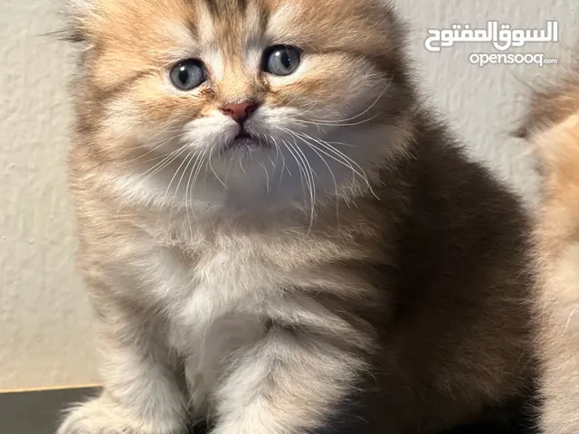 Scottish mixed Long-haired Kittens
