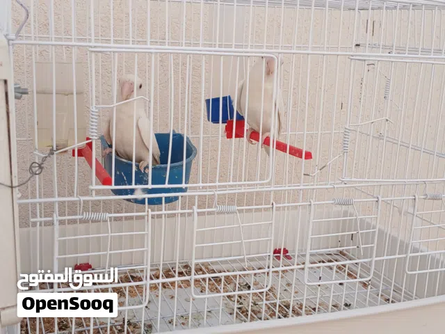 عصافير بركاديلو ما شاء الله