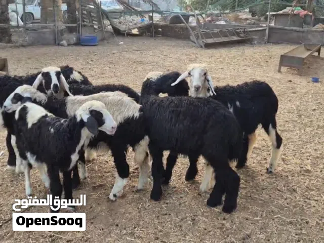 حملات هجين نجدي 6وكبش