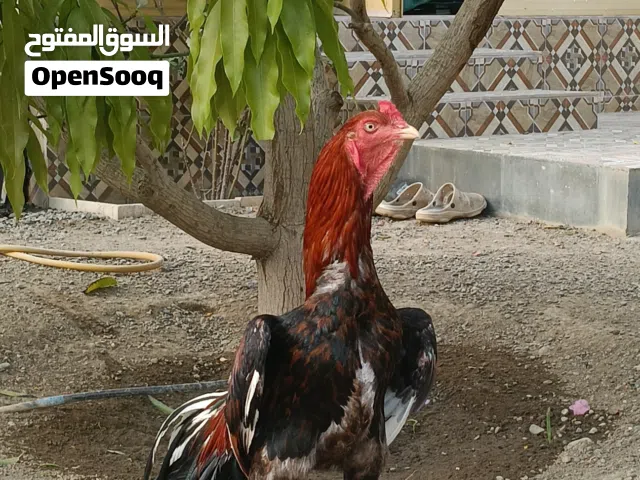 ديك للبيع. الوصف مهم
