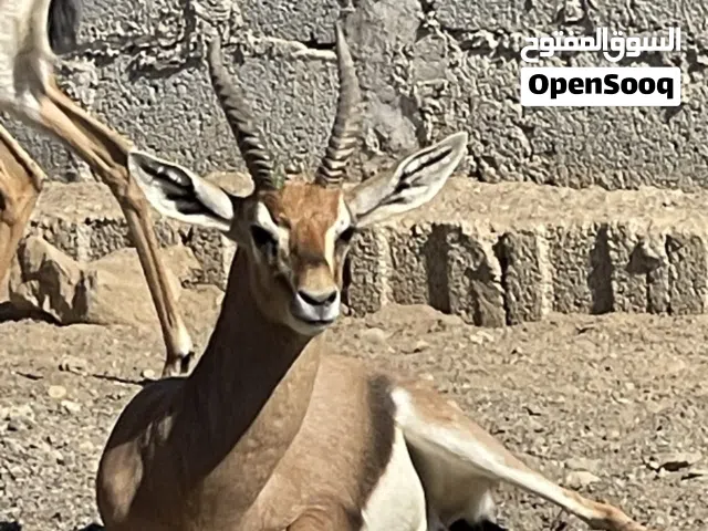 تيس ديماني سلاله عمانيه