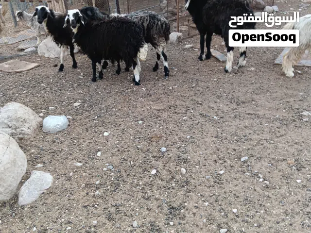 بيع ثلاث جاعدات وكبش نجدي