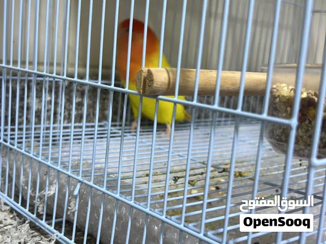 للبيع طير لف فير