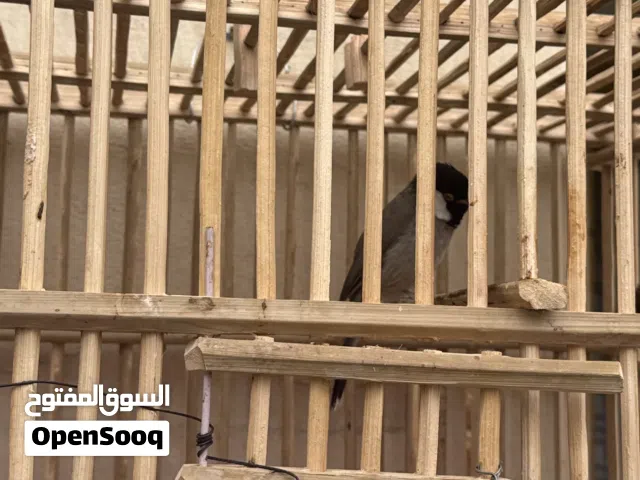 مستعجل ع البيع بلبل انثى خصيباوية  العمر سنة تغريد حلو كلش