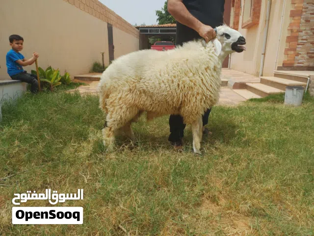 خرفان وحوليات للعيد