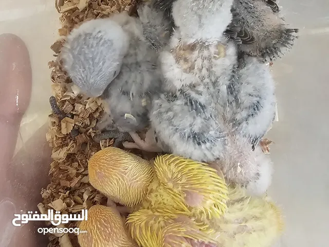 طيور لوفبيرد فروخ