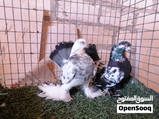 كوبيا روسي على دحي ماشاءالله تبارك الله لاقوة الا بالله