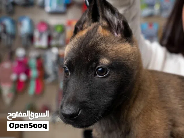 جراء بلجم مالينوا...لحراسه المنازل والمزارع ..جميع اللقاحات اللازمه وجرعه الدود ومايكروشيب