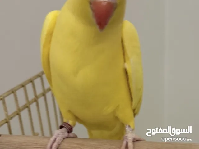 بيع طير الدره