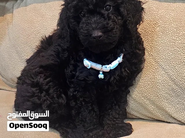 toy poodle  and extra tea cupe poodle