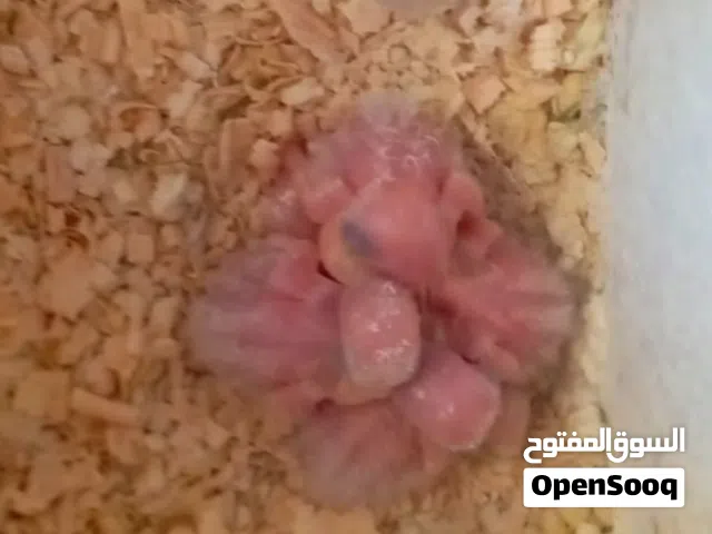 أقرا الوصف ورن ع رقم بالوصف
