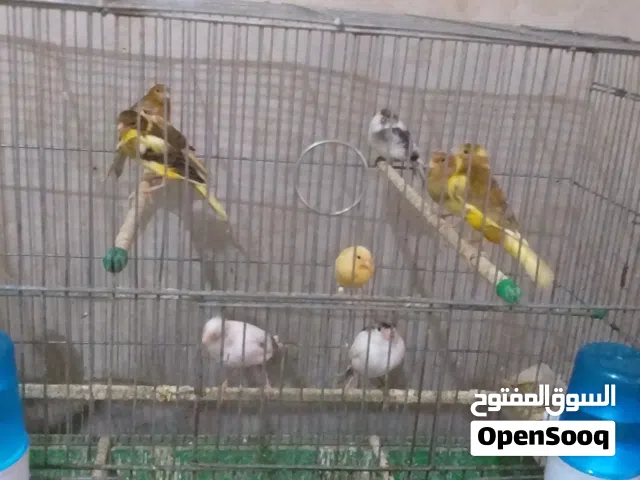 مخاليف كنار
