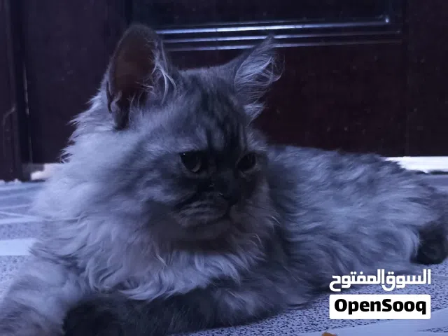 قط هملايا ذكر 7 اشهر