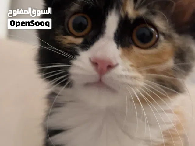 قط انثى للتبني مع اغراضها