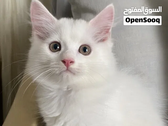 قطط مكس سيبيري و تركي الانجورا
