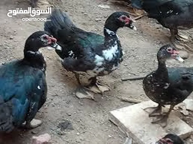 مطلوب بط بح او اي نوع غير مزعج