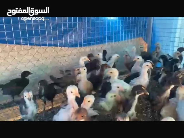 دجاج عماني شوف لوصف