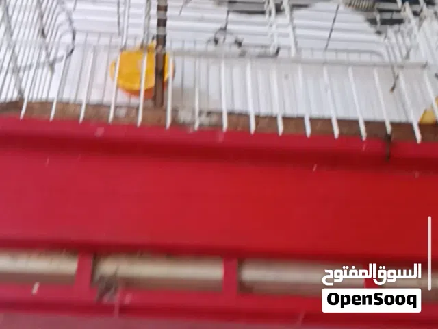 بلبل أليف قفص  المطيحه  بلبل أليف قفص  المطيحه