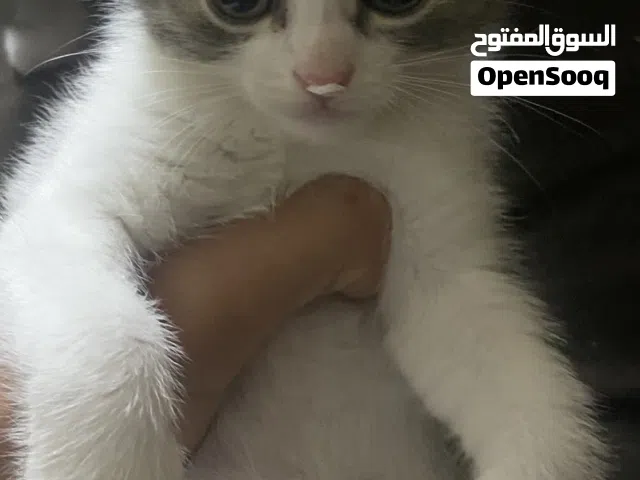 شانشيلا للبيع في اربد