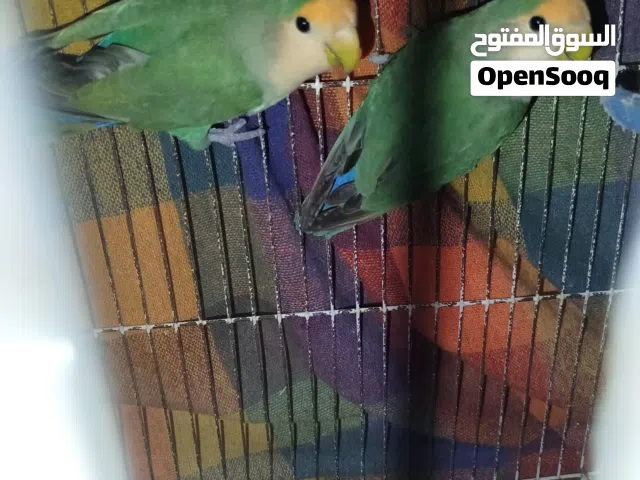 طيور روز معا 3بيض