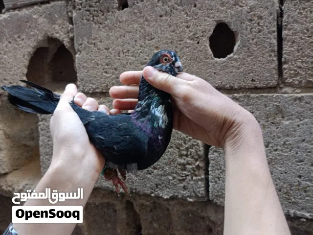 متاح تقريبا 7 اجواز مع ثلاث فردات